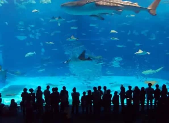 Istanbul Aquarium