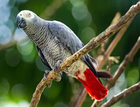 Bali Bird Park