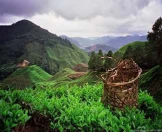 Cameron Highlands